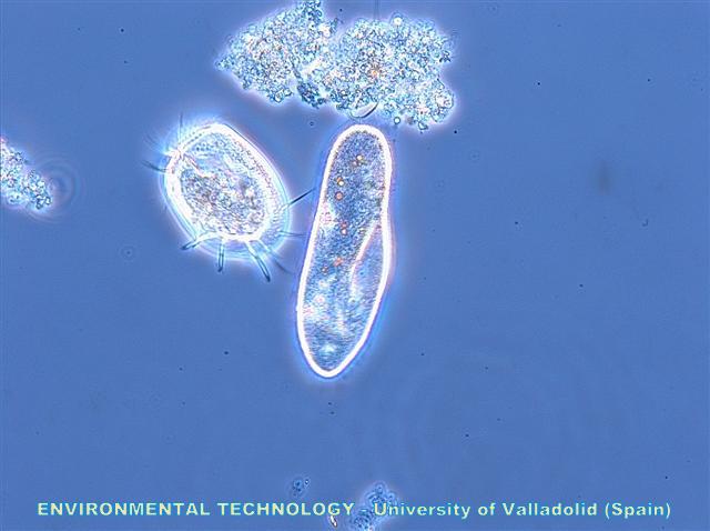 Microbial population - UVa (Spain)